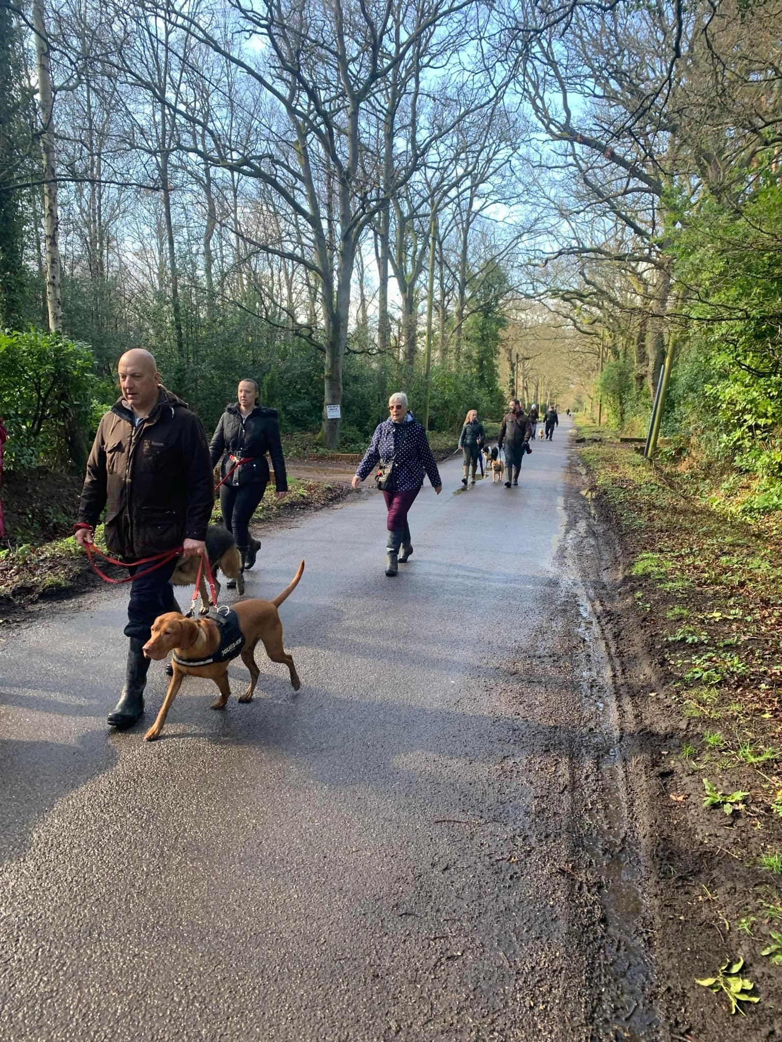 Pub dog walks sales near me